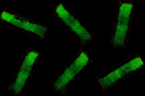 "Fig :Electron beam tomography of mesoporous Pt fibers" Image