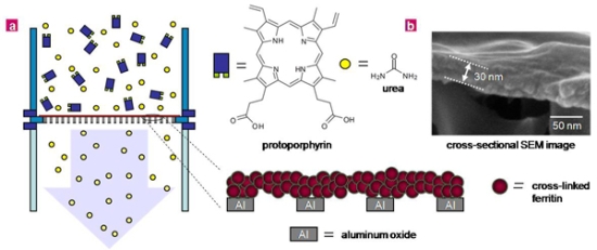 "Figure (a) Concentration of a dye (protoporphyrin) using a protein-based (ferritin) membrane and (b) cross-sectional scanning electron microscope (SEM) image of the membrane." Image