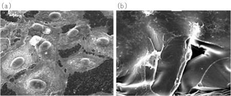 "Fig. Vascular endothelium formation by polymer matrix(a)Developed by NIMS (Endothelium formation)(b)Commercialized product (No endothelium formation)" Image