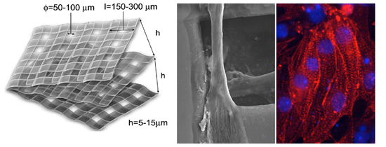 "Figure: (Left) Exploded view of the 3-dimensional biodegradable PLA tissue scaffold material, (center) heart precursor cells extended in holes in the scaffold material, and (right) cell nuclei of heart precursor cells which have perfectly differentiated (blue) and the cytoskeleton myotome (red)." Image