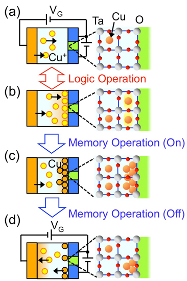 "Fig. 4 :Principles of logic element operation and memory element operation.(a) When a positive voltage is applied to the gate electrode, metal atoms are supplied to the insulator from the gate electrode. (b) When the concentration of metal atoms in the vicinity of the source/drain electrodes exceeds a critical value, the insulator changes to a conductive state. (c) When an even higher voltage is applied, the metal atoms form a cluster. (d) It is necessary to apply a negative voltage in order to dissolve the cluster." Image