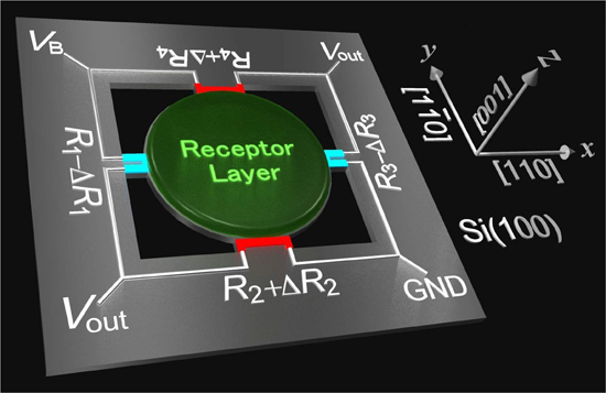 "Figure: The newly-developed membrane-type surface stress sensor (MSS). The surface stress due to analyte molecules adsorbed on the center of the membrane can be detected with good efficiency by piezoresistance embedded in four bridges around the membrane." Image