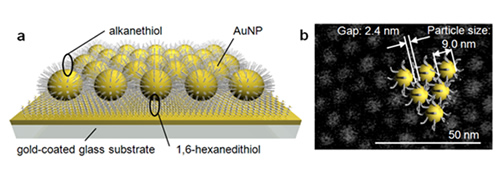 "Fig : Schematic diagram of the new catalyst (a) The new catalyst has a structure in which gold nanoparticles (AuNP) having a size of 10nm (1/100 millionth of 1m) coated with alkanethiol are regularly arranged on a flat substrate. (b) In this scanning electron microscope image, it can be understood that the actual size of the AuNP is 9.0nm, and the gap between the AuNP is 2.4nm." Image