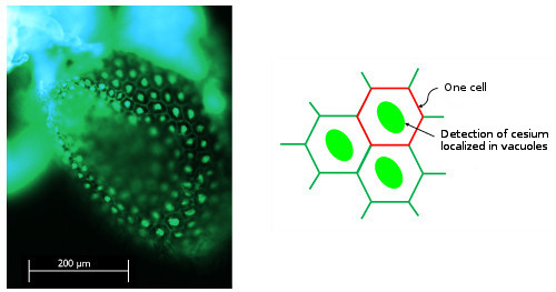 "Figure 1 :  Fluorescence image of Arabidopsis cotyledons (after spraying a methanol solution of Cesium Green). Bright fluorescence was observed in parts considered to be vacuoles in the cells." Image