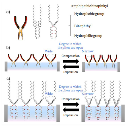 "Schematic diagrams depicting the conformation of amphipathic binaphthyl and its molecular deformation caused by compression at the air-water interface.a) Pliers representing amphipathic binaphthyl (left), chemical formula of amphipathic binaphthyl (center), and three-dimensional conformation of amphipathic binaphthyl. b) and c) Schematic representation of compressed and expanded amphipathic binaphthyl molecules that are arranged in a line at the air-water interface. These forces cause conformational change similar to opening and closing pliers." Image