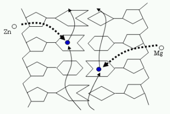 「図1.周りに水のないマグネシウム (Mg) や亜鉛 (Zn) から正孔がDNAの塩基に移り、その正孔がDNAに電圧をかけるにより電気を運ぶ。金属イオンにあったときは自由に動けなかった正孔 (白丸) がDNAの塩基中では自由に動くことができる正孔 (青丸) になる。正孔が自由に動けるか動けないかは電子状態を調べることにより判定できる。」の画像