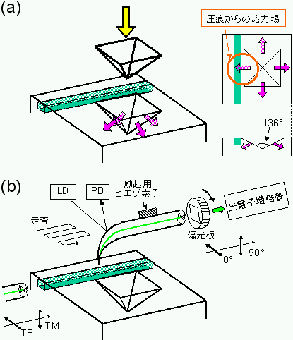 「図2　圧痕の打ち込みと伝播光の偏光特性の観察 　(a) 圧痕と光導波路の位置関係 　(b) 偏光保持型ファイバープローブを用いた偏光強度分布の観察」の画像