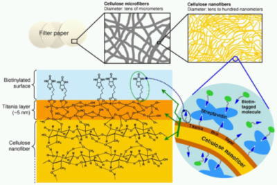 「プレス資料中の図 : セルロースのナノファイバーへのビオチンとストレプトアビジンの固定化、ならびにビオチン化した分子の結合 (模式図)」の画像