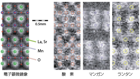 「プレス資料中の図2: 電子顕微鏡像と元素マッピング像走査透過電子顕微鏡を用いた画像 (環状暗視野像) では原子の位置が明るく観察されるが、元素の種類までは識別できない。本研究により、酸素や金属元素のマンガン、ランタンなどの原子列をそれぞれ直接識別できる。」の画像