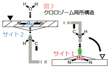 「プレス資料中の図: NMR実験結果と合致するクロロゾームの局所構造。積層構造の最小単位が2量体 (2個のバクテリオクロロフィル分子が結合してできた大きさ2倍の分子) であることを示しています。」の画像