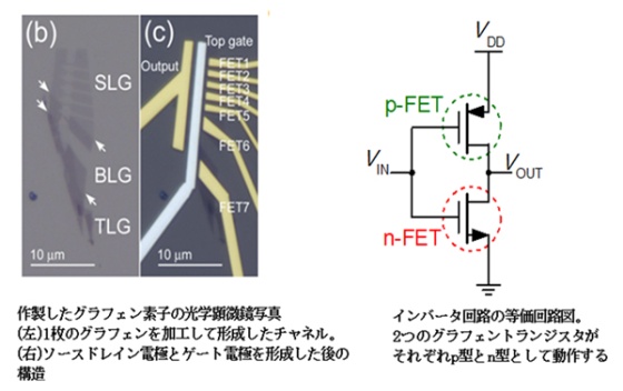 「図3 : 試作したグラフェンインバータ素子の例(光学顕微鏡写真)。評価したインバータ構造の等価回路図。2つのグラフェンFETを連結して動作させることで、インバータ動作を得た。」の画像