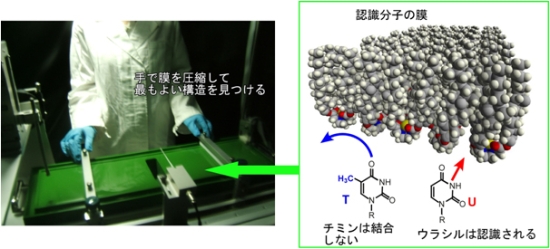 「プレス資料中の図1:水面上に広がった膜を手で圧縮するだけで核酸塩基の精密な識別ができる条件を探せる。」の画像