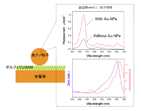 「プレス資料中の図1 : 光機能性有機超薄膜で修飾した電極で適用可能な光ナノアンテナ構造 (左) と光アンテナの有無による光電流応答の励起波長依存性 (右上) およびアンテナ共鳴特性と光電流増強度の波長依存性 (右下) 。670 nm付近での平均増強度20倍は、アンテナ1つにつき50倍の増強度に相当する。」の画像