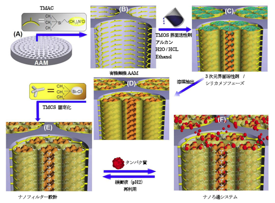 「プレス資料中の図1 : タンパク質の分子配向およびサイズ排除を目的とした、ナノフィルターAAM膜内の3Dモザイクケージシリカナノチューブにおけるの堅固かつ簡易な合成プロセス。」の画像