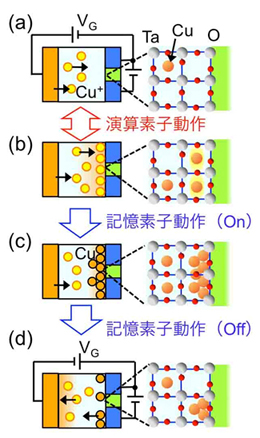 「プレス資料中の図4 : 演算素子動作と記憶素子動作の原理(a)正の電圧をゲート電極に加えると、ゲート電極から金属原子が絶縁体中に供給される。(b)ソース・ドレイン電極近傍で金属原子の濃度が臨界値を超えると、絶縁体から金属的な状態へと変化する。(c)さらに高い電圧を加えると、金属原子が塊を形成する。(d)塊をほどくには、負のゲート電圧を加える必要がある。今回の動作実証では、絶縁体として酸化タンタ (Ta2O5) を、絶縁体中を移動する金属として銅 (Cu) ないし銀 (Ag) を用いた。これらの材料は、現在の半導体素子製造と互換性のある材料である。」の画像