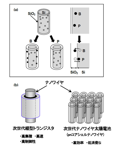 「プレス資料中の図1 : (a)シリコンナノワイヤ中の不純物の偏析挙動の様子と(b)ナノワイヤの縦型トランジスタおよび太陽電池への応用例」の画像