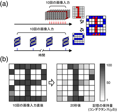 「プレス資料中の図5　シナプス素子を用いた画像記憶。(a)7×7に配列されたシナプス素子のアレー中に入力頻度の異なる二つの画像を同時に記憶するデモンストレーション。アレー中の個々の画素は一つのシナプス素子に対応する。(b)画像記憶の結果。入力間隔が2秒の文字‘1’と20秒の文字‘2’を10回入力してからしばらく待つと、‘1’は表示され続けたのに対し (=長期記憶) 、‘2’は消失した (=短期記憶) 。」の画像