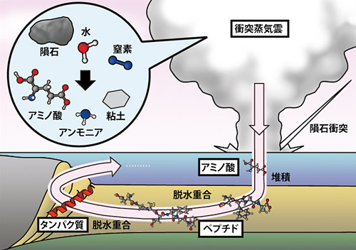 「プレス資料中の図: 本研究で実証した複雑有機物生成仮説注 : 隕石衝突によるアンモニア生成および有機物生成はそれぞれNakazawa et al. (2005, Earth and Planetary Science Letters, 235, 356-360) およびFurukawa et al. (2009, Nature Geoscience, 2, 62-66) による。」の画像