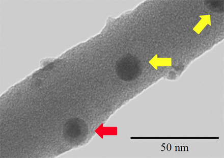 「プレス資料中の図3.酸化鉄ナノ粒子を含んだポリスチレンナノワイヤーの走査透過電子顕微鏡像 (黄矢印はナノワイヤー表面、赤矢印はナノワイヤー内部に存在する酸化鉄ナノ粒子を示す)  (協力 : 株式会社日立ハイテクノロジーズ) 」の画像