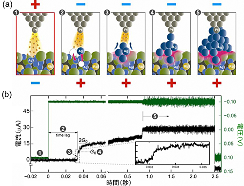 「プレス資料中の図2: 固体電気化学反応過程。(a)模式図。反応過程は次の5つの領域に分割できる。 (1) 固体電気化学反応が起こらない条件 (対向電極 (上側) に正の電圧を印加) で表面をSTM観察。 (2) 負の電圧を印加してイオン伝導体に電子を注入。 (3) 一定の時間が経過すると、析出反応が起こる。 (4) 析出した原子が対向電極との間に架橋を形成する。 (5) 原子がさらに析出して架橋が太くなる。(b)観察結果。電極間に印加した電圧 (緑) とそれに伴う電流 (黒) の時間変化。電流変化から原子の析出量を見積もることが出来る。電圧を印加してから原子の析出が始まるまでの時間 (2) の存在が初めて明らかになった。」の画像