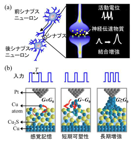 「プレス資料中の図1 : シナプス動作の模式図。(a)神経回路におけるシナプス動作。活動電位がシナプス前細胞に到達すると神経伝達物質が放出され、それがシナプス後細胞に到達することでシナプス電位が発生する。シナプスの活動状態によってシナプス電位の発生の仕方は変化する。(b)原子スイッチによるシナプス動作。硫化銅中の銅イオンが原子として析出し、ナノメーター(nm)ギャップ中に銅原子架橋を形成する。銅原子架橋の状態によってシナプスの結合強度が変化する。銅原子 (イオン) が神経伝達物質の役割を果たす。」の画像