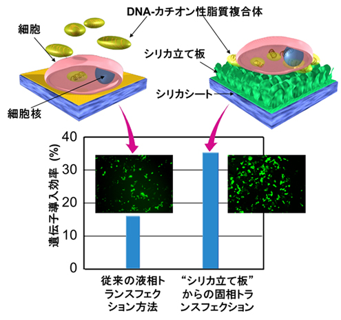 「プレス資料中の図2 : “シリカ立て板”からの遺伝子導入」の画像