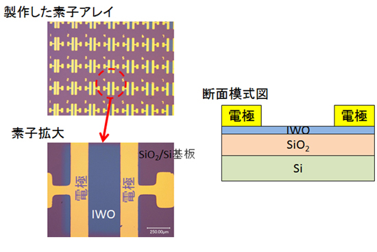 「プレス資料中の図1:試作素子の光学顕微鏡写真と模式図室温基板に対して、DCスパッタでIWOターゲットから薄膜をSiO2/Si基板上に成膜し、電極を形成したのちに100℃にて熱アニールを行った。基板上の電極をソース・ドレイン電極とし、基板をゲート電極として特性を計測。」の画像