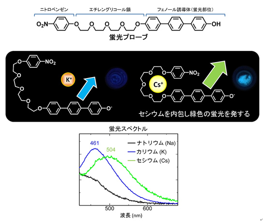 「プレス資料中の図1: セシウムを検出する蛍光プローブの分子構造と蛍光メカニズムおよび蛍光スペクトル」の画像