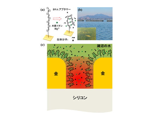 「プレス資料中の図1 :  (a) 表面コーティング材料 (DNAアプタマー) の模式図。水銀イオンだけが選択的に吸着し、生体分子は吸着しない。 (b) 環境水を採取した霞ヶ浦。 (c) 表面コーティング材料で覆われた金表面のナノスケール間隙の模式図。」の画像