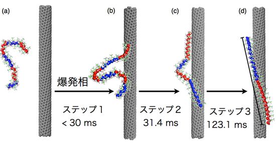 「プレス資料中の図4 : ポリシランのカーボンナノチューブへの多段階ラッピングの模式図 (a) 高速な吸着現象 (爆発相) 30ミリ秒以内 (b) 立体的な姿を変化させながらカーボンナノチューブ上に再配列 (3) ナノチューブの曲率平面に精密に自己組織化しながらポリシランがカーボンナノチューブをラッピングし可溶化する」の画像