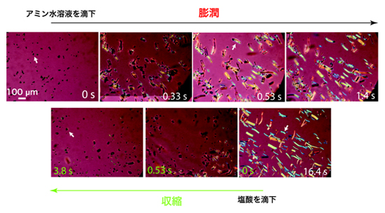 「プレス資料中の図2 : 層状結晶の膨潤・収縮の様子 (偏光顕微鏡像) 最初の写真 (0 s) 中に出発結晶を矢印で例示。これにアミン溶液を作用すると、0.53 s後の写真中に矢印で示したような過渡的な状態を経て、16.4 s後の「ひも」状に伸びきった状態となる。これに酸水溶液を滴下すると、「ひも」状結晶は収縮し、3.8 s後には矢印で示したような元の結晶に戻る。」の画像