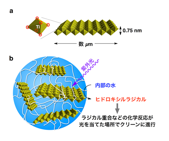 「プレス資料中の図1: 酸化チタンナノシート (a) および今回開発されたヒドロゲル (b) の構造安全で活性に優れる光触媒である酸化チタンをナノシートにすることで、水中に均一分散することができる。酸化チタンナノシートと有機ポリマーとの連結により作られる3次元網目は、その隙間に大量の水を閉じ込めることで、ヒドロゲルを形成する。このヒドロゲルに光 (紫外光) を当てると、光を当てた場所でのみ化学反応がクリーンに進行する。」の画像
