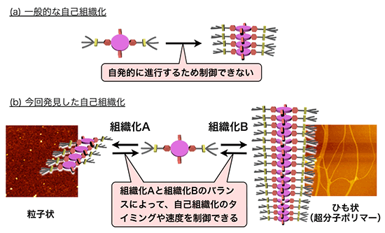 「プレス資料中の図1: 自己組織化のイメージ図 (a) 通常の自己組織化は自発的に進行するため、その過程を制御できない。 (b) 今回発見した自己組織化では、2つの自己組織化の形態が互いに影響を及ぼし合い交錯する。これらのバランスを調整することによって自己組織化過程のタイミングや速度を制御することができた。図中の写真は原子間力顕微鏡像。」の画像