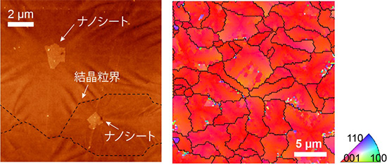 「プレス資料中の図1 :  (左図) 作製した酸化チタン薄膜の原子間力顕微鏡像。結晶粒の中心に、種結晶となったナノシートが存在することが確認できる。 (右図) 電子後方散乱回折法で決定した結晶粒の配向マップ。黒線で囲まれた領域が個々の結晶粒に対応し、色が配向をあらわす。全ての結晶粒が (001) 配向にそろっていることがわかる。」の画像