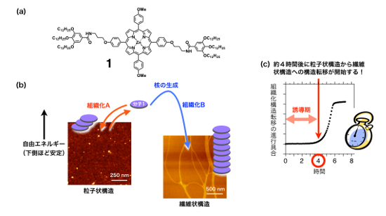 「プレスリリースの図2 : 　(a)以前に報告したポルフィリン分子1。(b)ポルフィリン分子1が関与できる2種類の自己組織化。粒子状構造が初期に形成されるが、時間経過とともに粒子状構造は消失し、繊維状構造が形成される。(c)分子1の繊維状構造への自己組織化は、約4時間後に開始する。」の画像