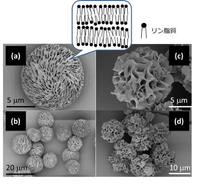 「プレスリリースの図1 : 多孔性リン脂質粒子の外観 (電子顕微鏡写真)  (a, b) 非水系 (有機溶媒のみ) で作製した粒子、 (c, d) 水存在下で作製した粒子いずれも水添大豆レシチンのみ使用。溶媒中の水の有無により、形状が大きく変化する。」の画像