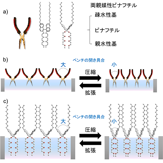 「プレスリリースの図3 : 両親媒性ビナフチルの構造と、気水界面での圧縮による分子変形の模式図a) 左より、両親媒性ビナフチルを模したペンチ、両親媒性ビナフチルの化学式、両親媒性ビナフチルの3次元構造。b), c) 気水界面に両親媒性ビナフチルが並び、圧縮と拡張により、ペンチの開閉に類似した構造変化 (配座変化) が起こる様子」の画像