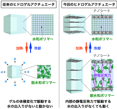 「プレスリリースの図1 :  ヒドロゲルアクチュエータの動作原理従来のヒドロゲルアクチュエータ (左) および今回開発したヒドロゲルアクチュエータ (右) 。どちらも、温度に応答して可逆的に脱水和・水和するポリマーの網目により構成されているが、動作原理は全く異なる。従来のものは、個々のポリマー鎖が脱水和・水和した後に網目全体が収縮・膨潤し、体積変化を起こすことにより動作する。一方、今回開発したものは、ポリマーの脱水和・水和と同時に系内の誘電率が変化し、ナノシート間の静電反発力が増減することにより動作する。」の画像